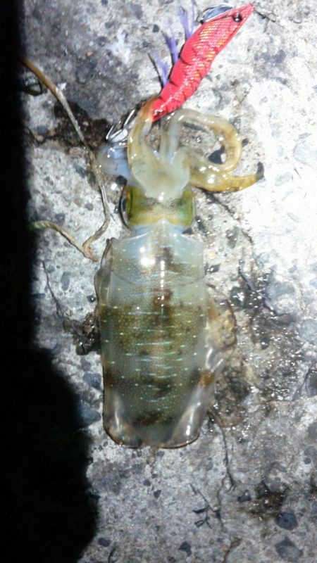 釣ブームらしいですね